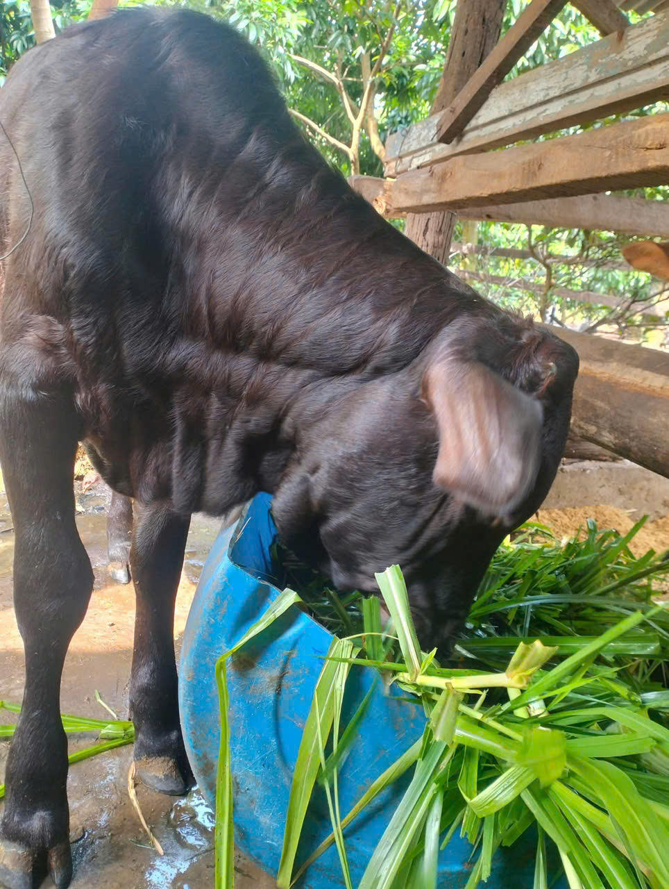 z7263136663159_b00d64b815a745ca2b07356b5284d138